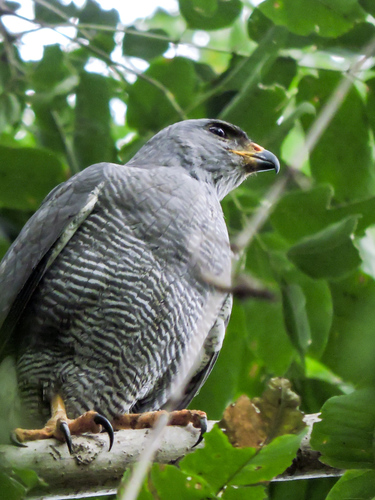 Gray Hawk