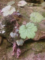 Heuchera missouriensis
