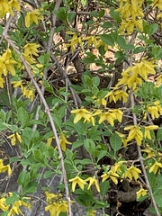 Forsythia × intermedia