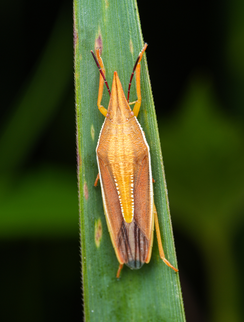 Megarrhamphus hastatus