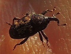 Glyptobaris lecontei