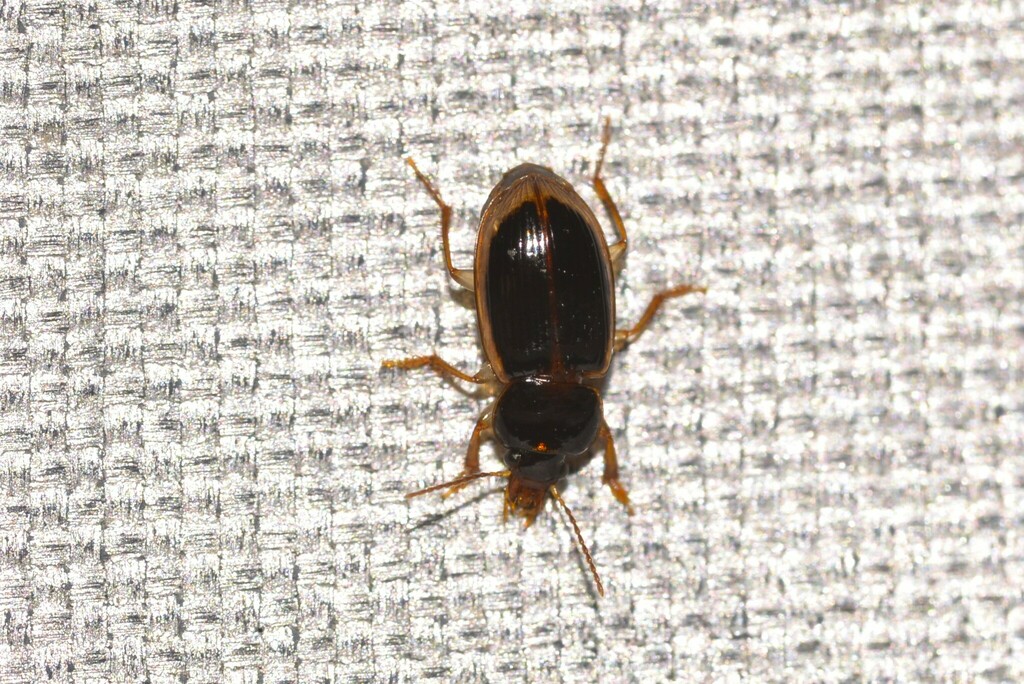 Haplaner