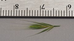 Festuca bromoides