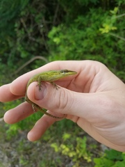 Anolis smaragdinus