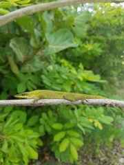 Anolis smaragdinus