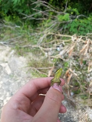 Anolis smaragdinus