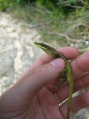 Anolis smaragdinus