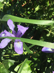 Iris douglasiana