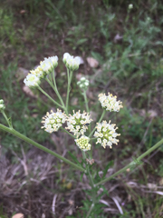 Hymenopappus