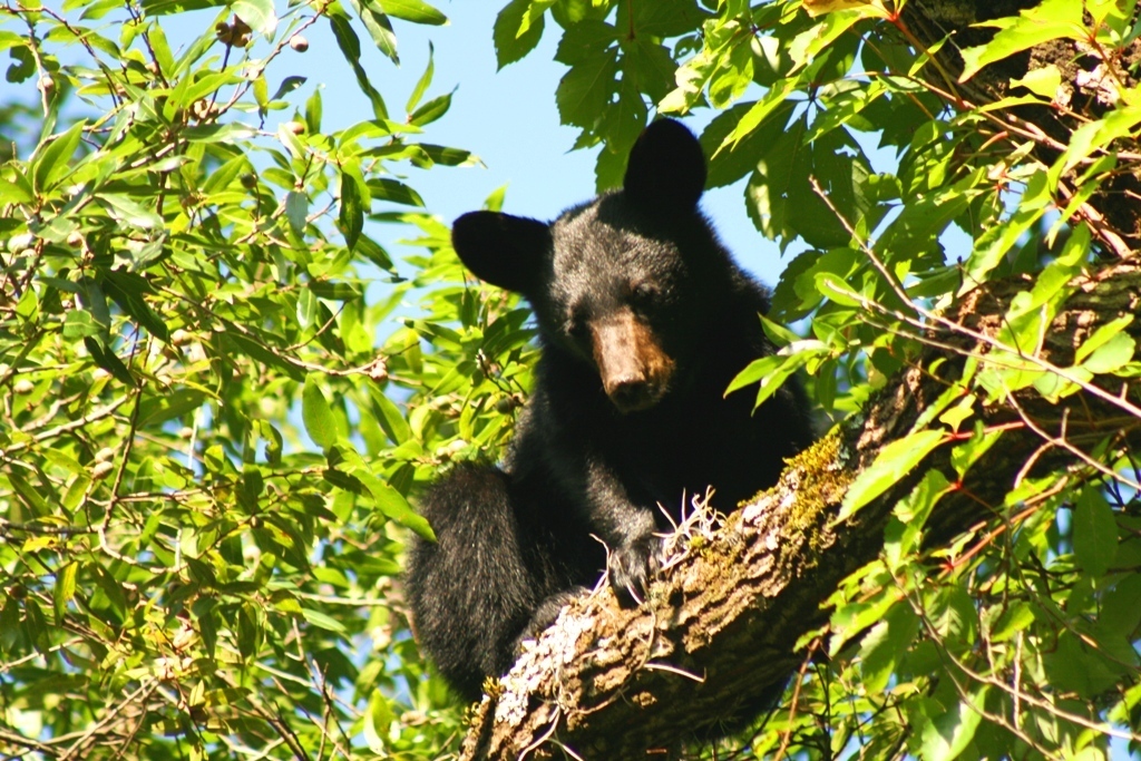 East Mexican Black Bear (Bears of North America) · iNaturalist