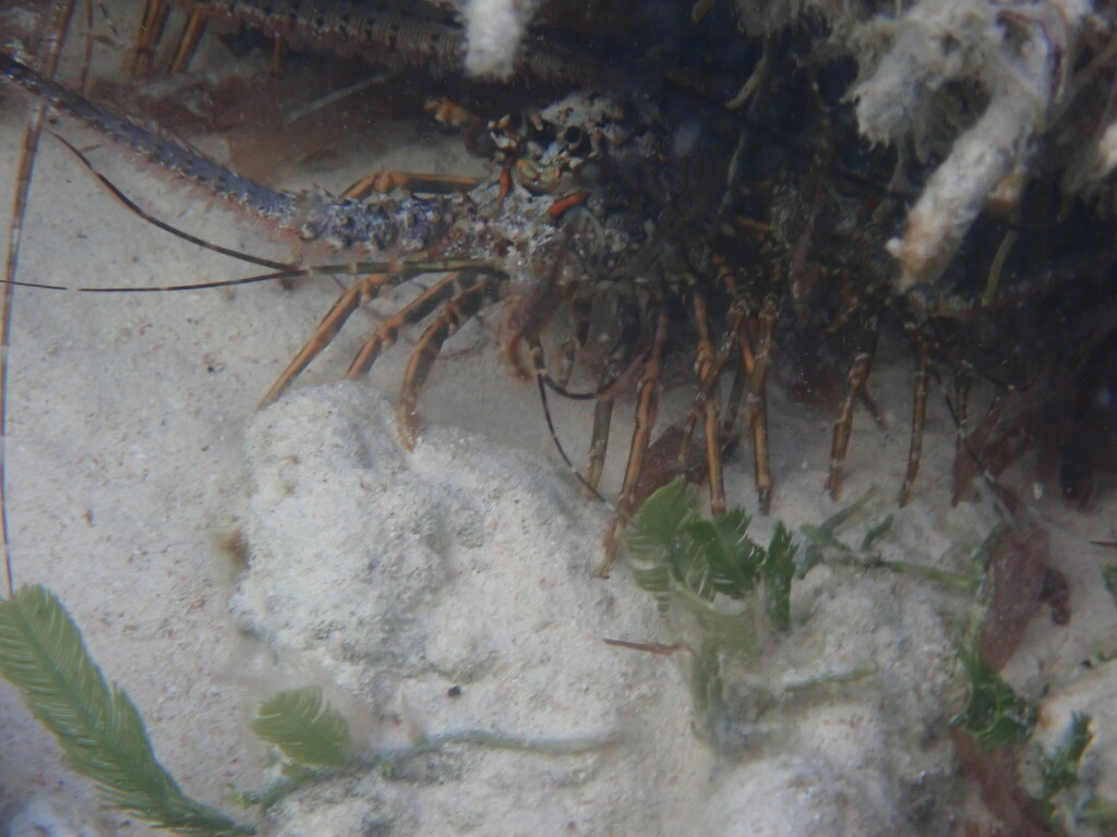 Caribbean spiny lobster on sand among coral rubble with its antennae spread