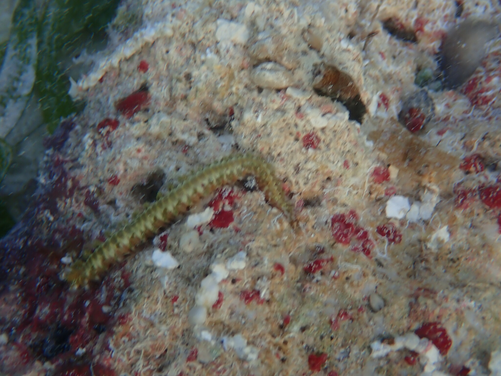 bart-feuerborstenwurm, bearded fireworm, brandworm, cuc de foc, feuerwurm, green bristle worm, green fireworm, grüner feuerwurm, gusano de fuego, verme di fuoco, verme di mare, vermocane