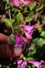 Penstemon pseudospectabilis