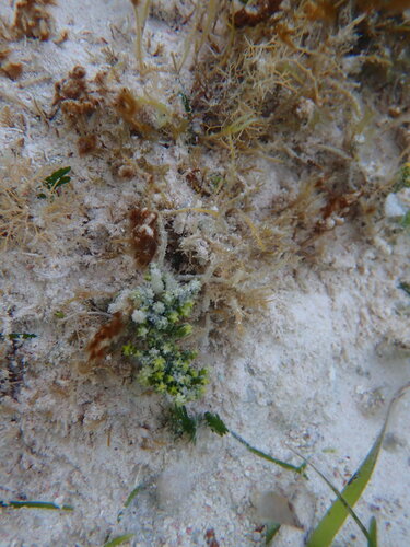 Image of Caulerpa cupressoides by (c) Jared Shorma, some rights reserved (CC BY)