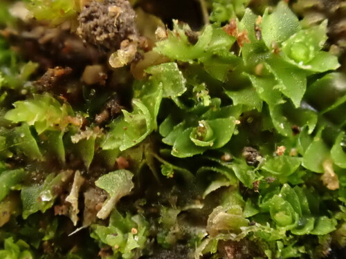 Image of Tritomaria exsectiformis by (c) Chris Fluit, some rights reserved (CC BY)