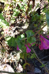 Penstemon pseudospectabilis