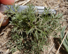Ammoselinum