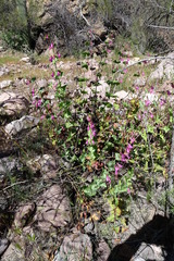 Penstemon pseudospectabilis