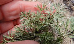 Ammoselinum