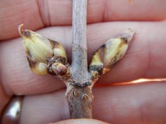 Sambucus racemosa racemosa