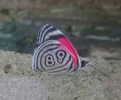 Diaethria clymena bourcieri