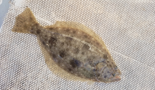 Cortez flounder (Paralichthys aestuarius) — Paralichthyidae — 3