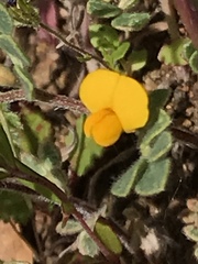 Acmispon wrangelianus