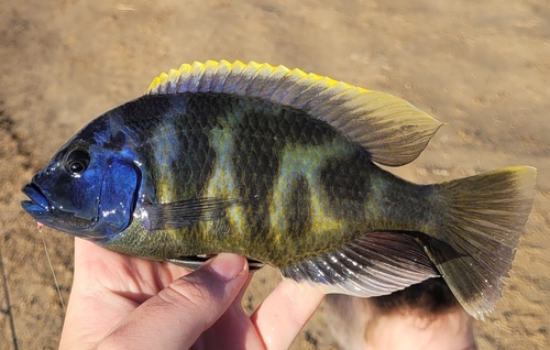 Venustus (Nimbochromis venustus) — Cichlidae — 2