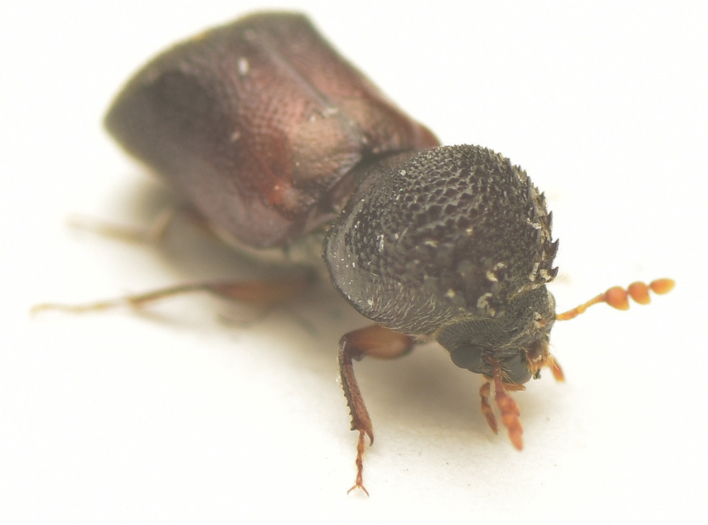 Xylopsocus gibbicollis