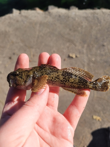 Bonneville Sculpin