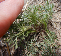 Ammoselinum