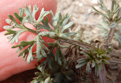 Ammoselinum