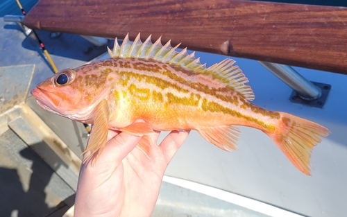 Greenstripe rockfish (Sebastes elongatus) — Sebastidae — 2
