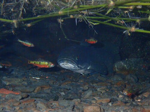 Barbodes semifasciolatus