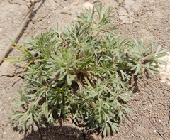 Ammoselinum