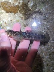 Tadpole Clingfish photo 3