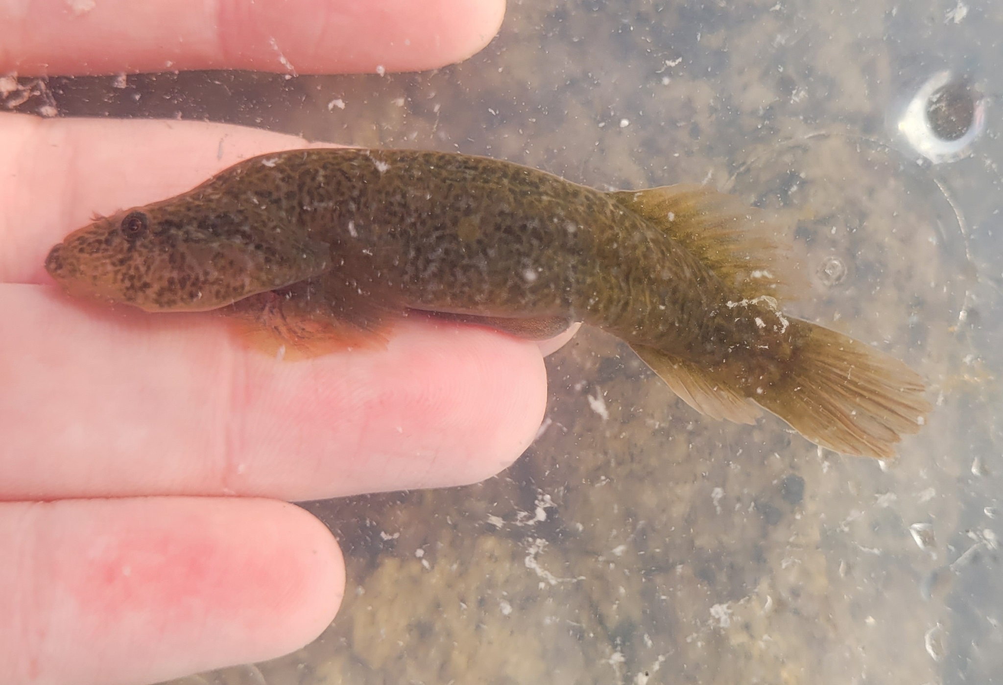 Northern Fraildisc Clingfish
