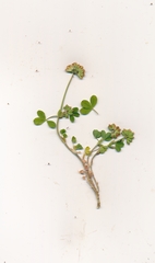 Trifolium bejariense