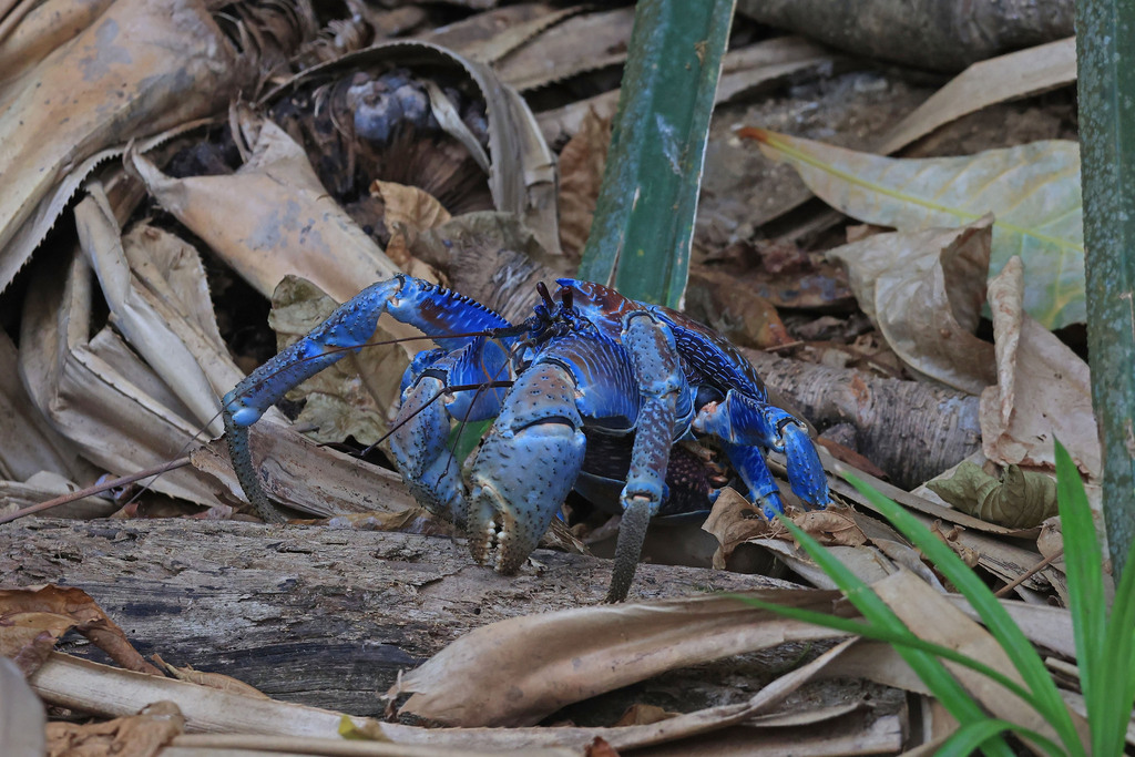 Coconut Crab in November 2023 by rick_franks · iNaturalist