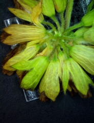 Trifolium bejariense