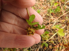 Trifolium bejariense