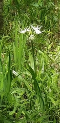 Hymenocallis liriosme