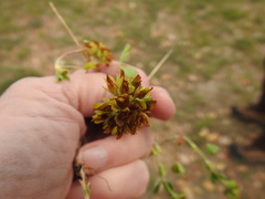 Trifolium bejariense