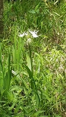 Hymenocallis liriosme