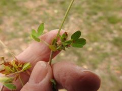 Trifolium bejariense