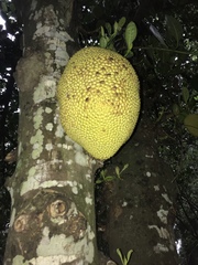 Artocarpus heterophyllus