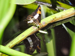 Adelpha phylaca phylaca