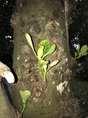 Artocarpus heterophyllus