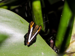 Adelpha phylaca phylaca