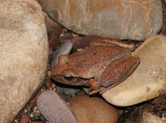 Ranoidea lesueuri